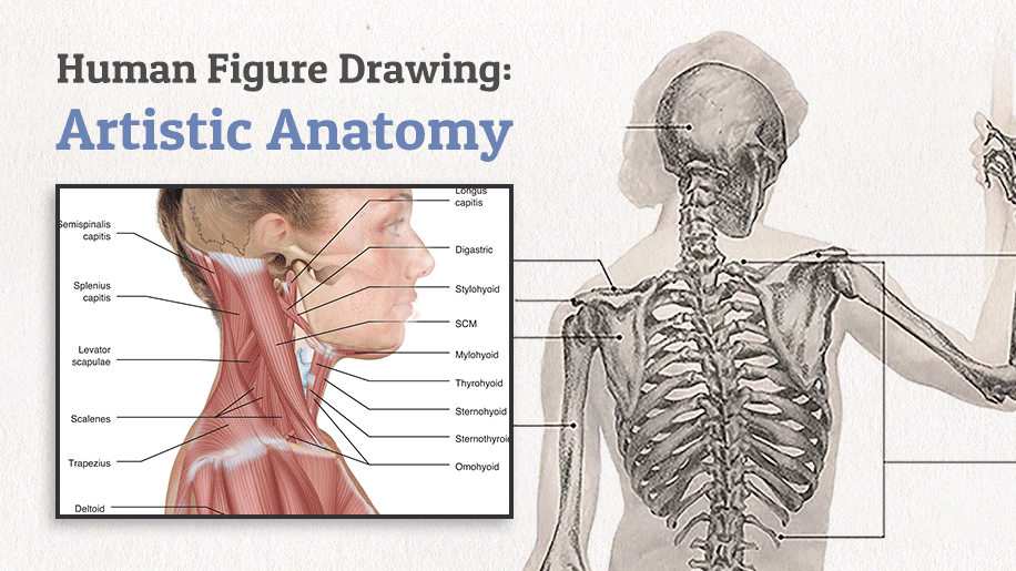 Human Figure Drawing: Artistic Anatomy