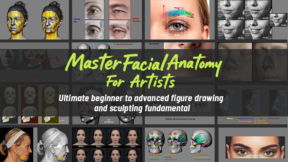 Master Facial Anatomy For Artists - Ultimate beginner to advanced figure drawing and sculpting funda Master Facial Anatomy For Artists - Ultimate beginner to advanced figure drawing and sculpting funda